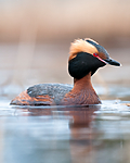 BB 10 0380 / Podiceps auritus / Horndykker